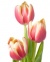 Flower 02