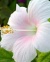 White Hibiscus 1
