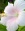 White Hibiscus